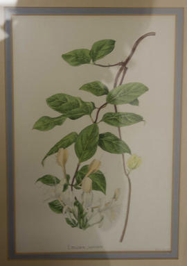 Lonicera Japonica by Andrew Brown