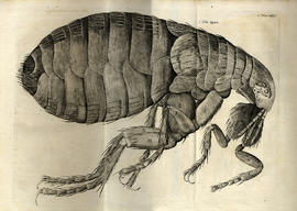 Micrographia restaurata : or, the copper-plates of Dr. Hooke's wonderful discoveries by the micro...